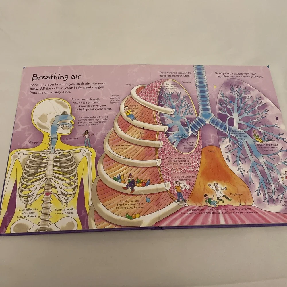 See Inside Your Body Large Board book With Educational‎ Information And Flaps